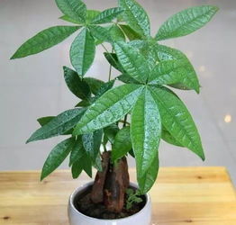 養(yǎng)花的過程一百字