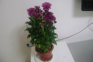 養(yǎng)花趣事大全簡單