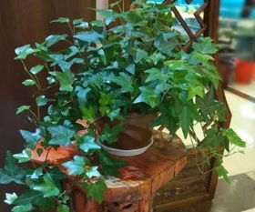 家中養(yǎng)花幾盆合適