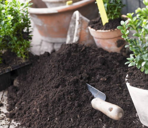 蠶沙可以放進(jìn)土壤養(yǎng)花