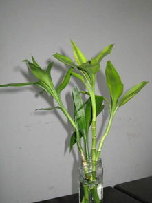 富貴竹養(yǎng)花的水需要更換么