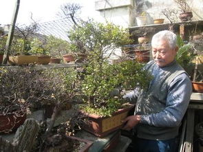 焦炭灰可以養(yǎng)花嗎