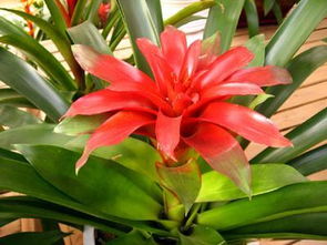 養(yǎng)花怎么去小飛蟲