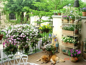 陽(yáng)臺(tái)養(yǎng)花放的低