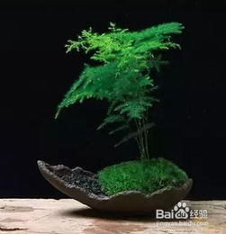 養(yǎng)花文松怎么養(yǎng)