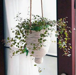 塑料花瓶可以養(yǎng)花嗎