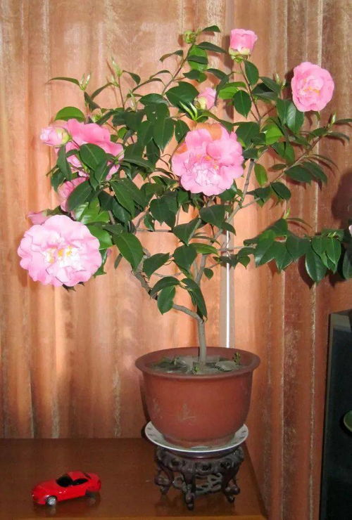 五行屬什么的人不適合養(yǎng)花