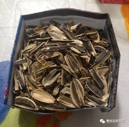 生瓜子皮可以養(yǎng)花嗎