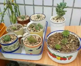 沒洞的砂鍋能養(yǎng)花嗎