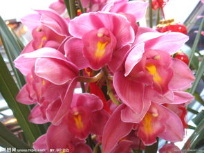 家庭養(yǎng)花大全在哪買