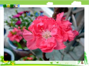 養(yǎng)花課堂活動(dòng)計(jì)劃