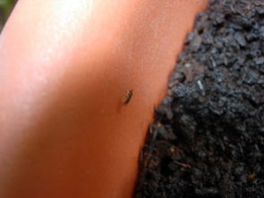 養(yǎng)花土里有好多小蟲怎么辦呀