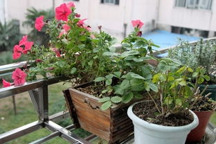 雞糞怎樣用來養(yǎng)花