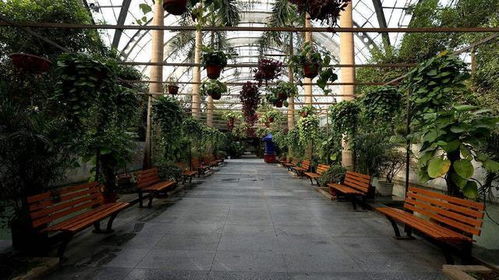 夏天養(yǎng)花怎么遮陽