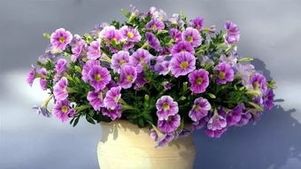 養(yǎng)花用酸性土壤還是堿性土好