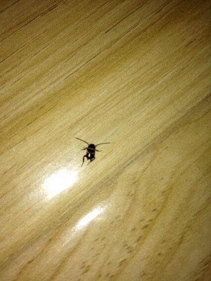 養(yǎng)花的水里有小黑蟲