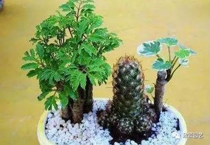 《養(yǎng)花》第4自然段中心句