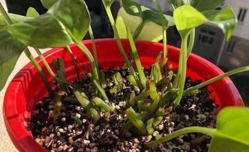 養(yǎng)花珍珠巖6升是多少斤