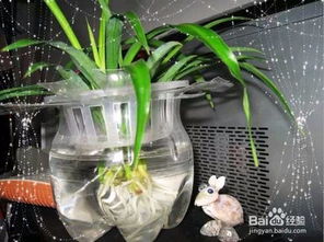 如何使用酒糟種菜和養(yǎng)花