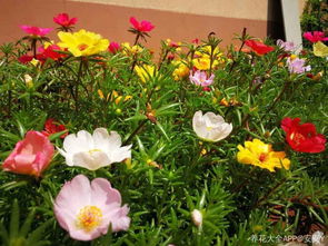 陪孩子養(yǎng)花心得體會(huì)