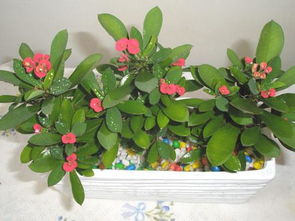 養(yǎng)花知識(shí)大全一抹香