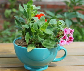 周公解夢夢見別人養(yǎng)花