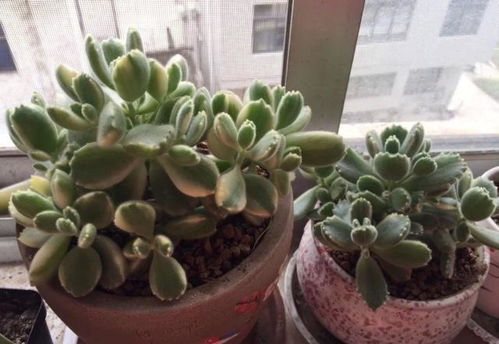 養(yǎng)花如何避免蟲