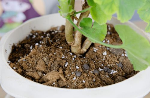 養(yǎng)花的土里加些樹葉碎屑好嗎