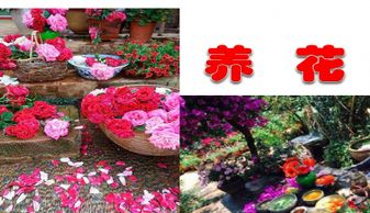 養(yǎng)花課文試講