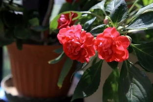 秋冬季如何養(yǎng)花