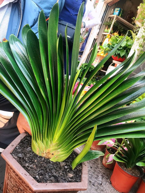 養(yǎng)花當中的氮磷鉀起什么作用