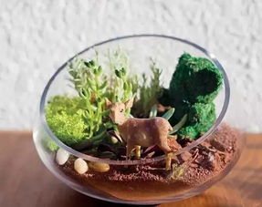 玻璃瓶養(yǎng)花盆景