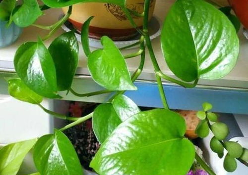 水養(yǎng)花肥的制作方法