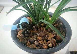 養(yǎng)花要全用營養(yǎng)土嗎