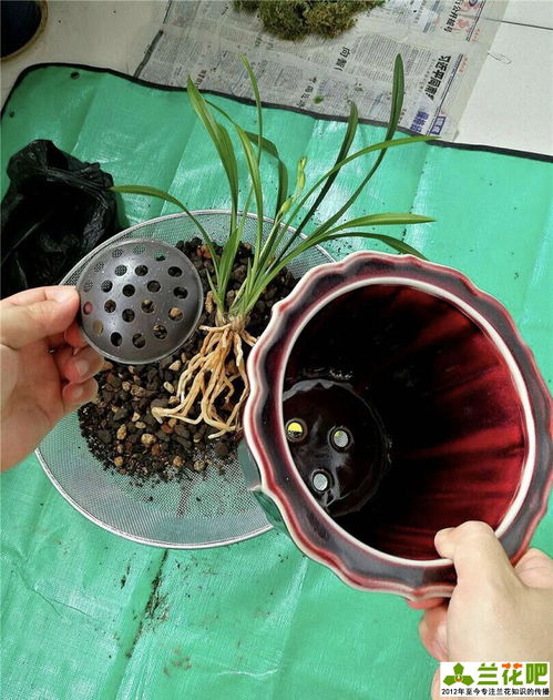 沒有通氣的花盆怎么養(yǎng)花