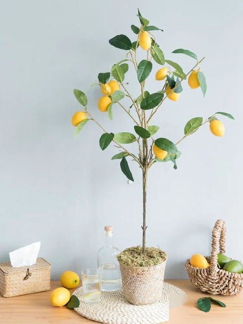 喜歡養(yǎng)花養(yǎng)金魚的人是什么性格