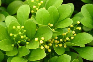 養(yǎng)花知識(shí)大全米蘭養(yǎng)植