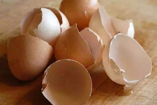 碎木屑養(yǎng)花用發(fā)酵嗎