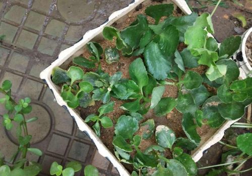 養(yǎng)花配土河沙