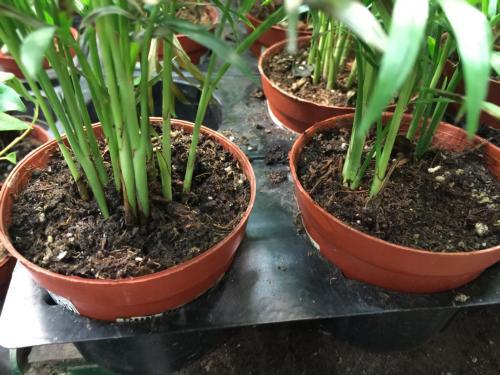 養(yǎng)花泥土有蟲線蟲