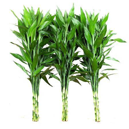 哪些水養(yǎng)花卉可以凈化空氣