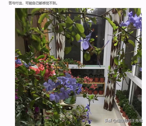 形容喜歡養(yǎng)花的男人語(yǔ)句