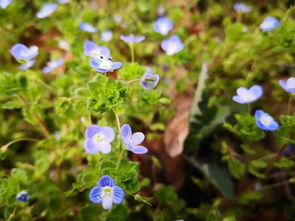 養(yǎng)花怎么樣導入新課