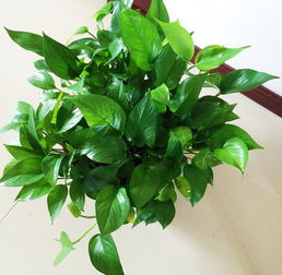 零基礎(chǔ)做養(yǎng)花場