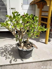 在農(nóng)村養(yǎng)花怎么樣