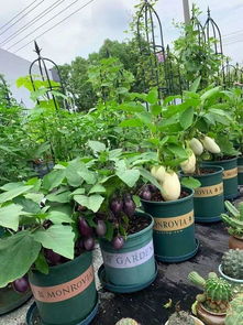 養(yǎng)花能賺大錢嘛