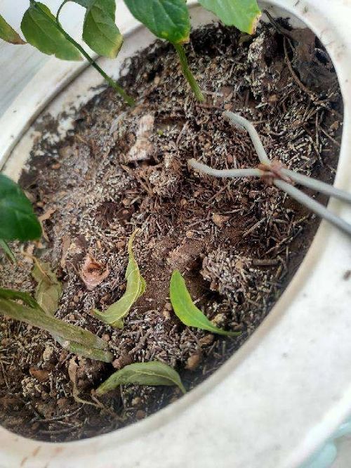 松樹下表面的松軟土能養(yǎng)花嗎