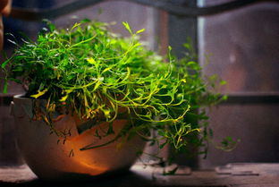 夏天養(yǎng)花怎樣避免高溫