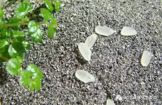 怎樣配置養(yǎng)花基質