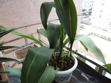 園藝土可直接養(yǎng)花嗎